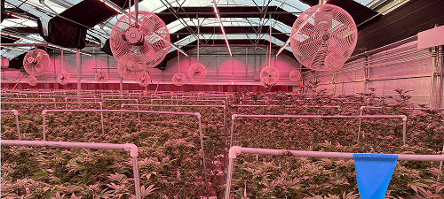 Pot Farm Marijuana fans mist works misting systems